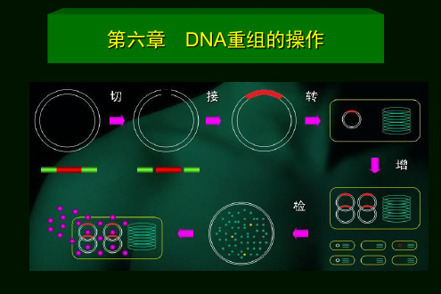 DNA重组的操作PPT课件