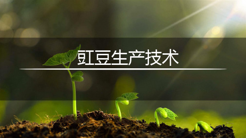 豇豆生物学特征课件(共19张PPT)《蔬菜生产技术》同步教学(湖南科技出版社)