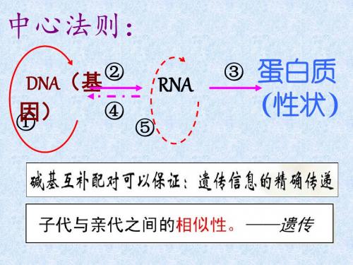 人教版生物必修二5.1基因突变和基因重组课件(共21张PPT)