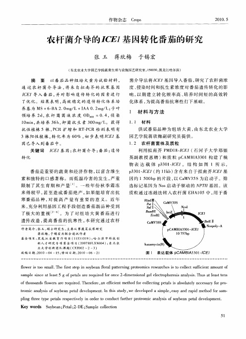 农杆菌介导的ICE1基因转化番茄的研究