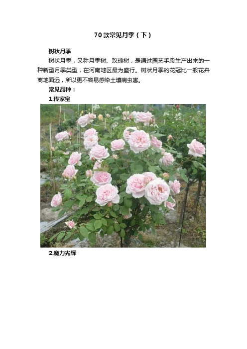 70款常见月季（下）