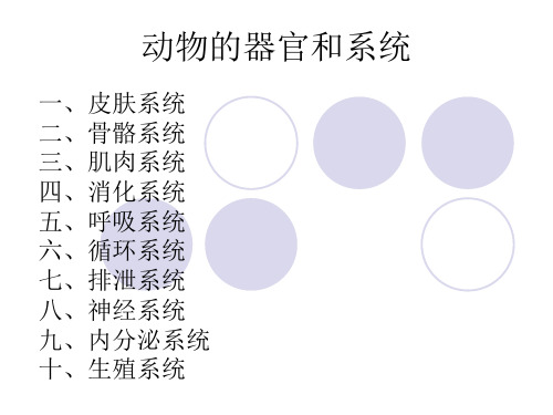 动物的器官和系统