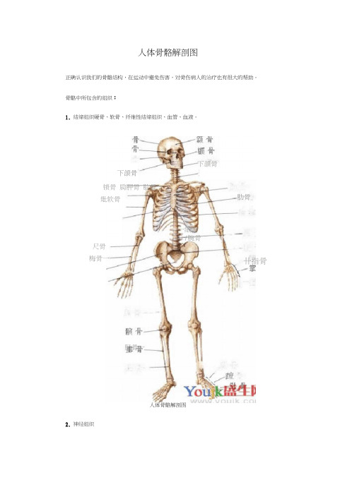 人体骨骼解剖图(20200718095600)