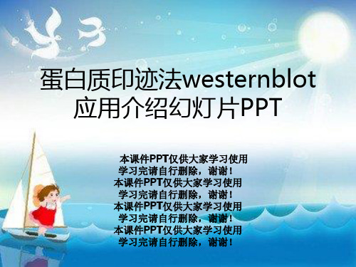 蛋白质印迹法westernblot应用介绍幻灯片PPT