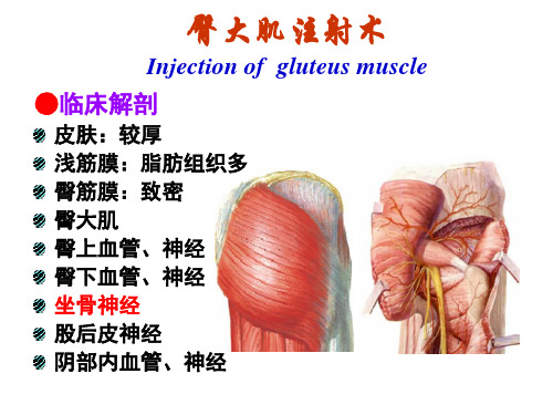 臀肌注射的解剖基础PPT课件