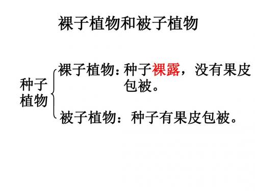 被子植物和裸子植物