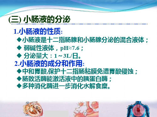第六章消化与吸收3ppt课件