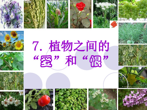 7.植物之间的“爱”和“恨” (3)