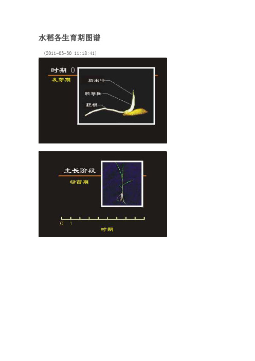 水稻各生育期图谱