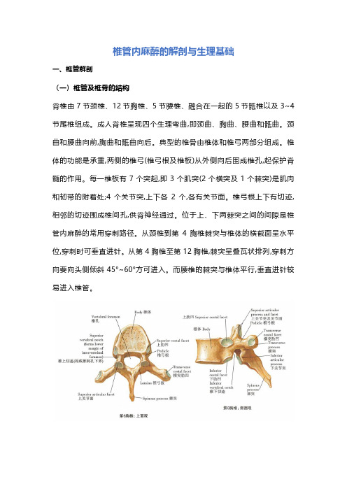 椎管内麻醉的解剖与生理基础