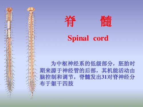 脑神经系统-脊髓