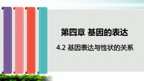 4.2 基因表达与性状的关系-人教版(2019)高中生物必修二课件(共26张PPT)【优秀课件】