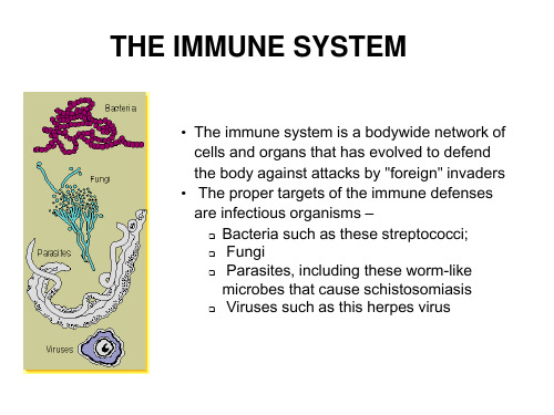免疫系统(2)