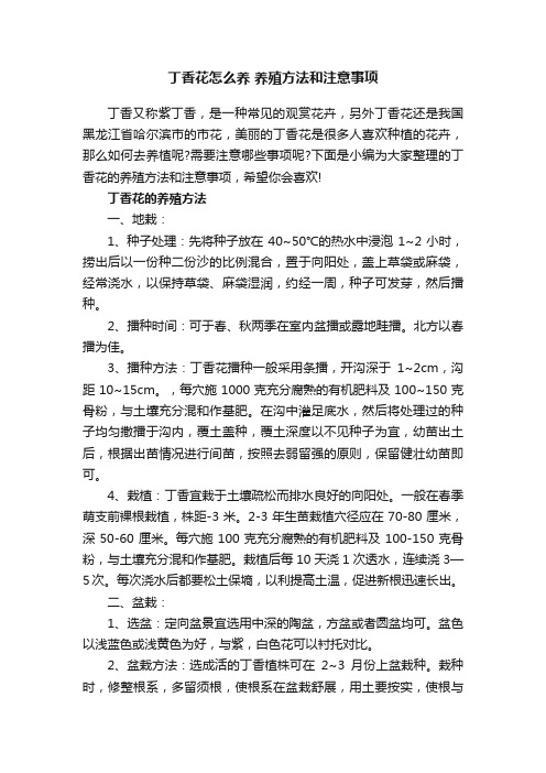 丁香花怎么养养殖方法和注意事项