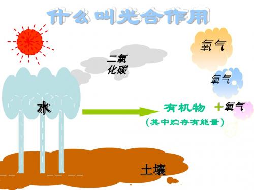 绿色植物的光合作用、呼吸作用专题复习