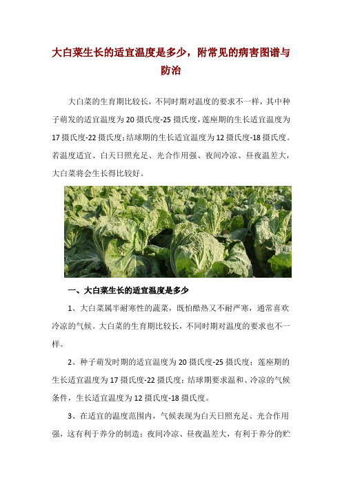 大白菜生长的适宜温度是多少,附常见的病害图谱与防治