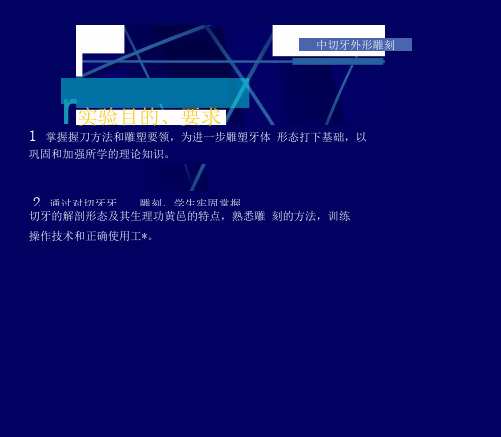 上颌中切牙外形雕刻