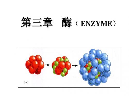 生物化学——第三章酶