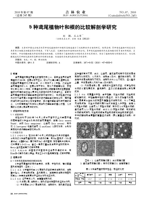 5种鸢尾植物叶和根的比较解剖学研究