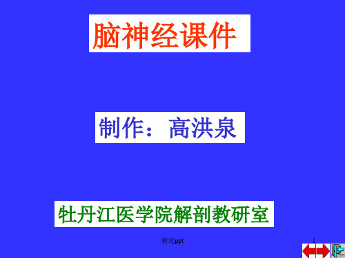 脑神经学习ppt课件