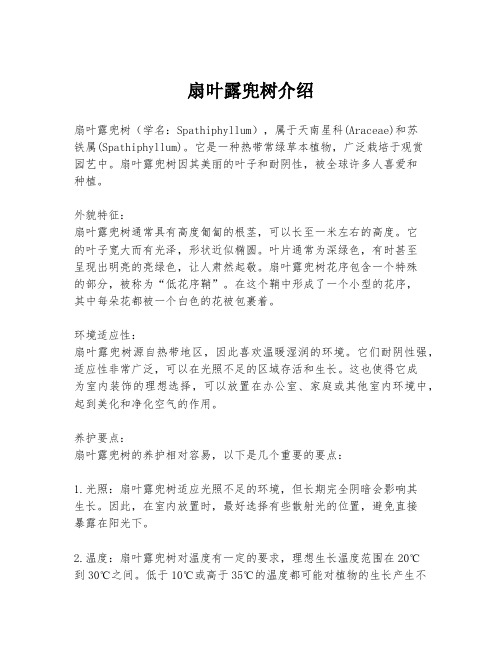 扇叶露兜树介绍