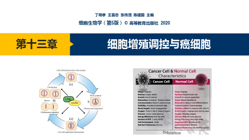 高中生物竞赛：第十三章 细胞增殖调控与癌细胞课件