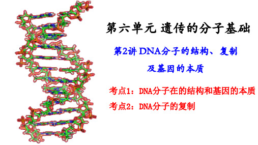 2高三一轮复习生物：DNA分子的结构、复制及基因的本质课件