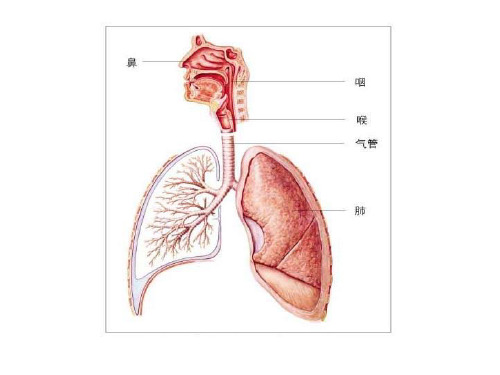 七年级生物呼吸运动与肺通气