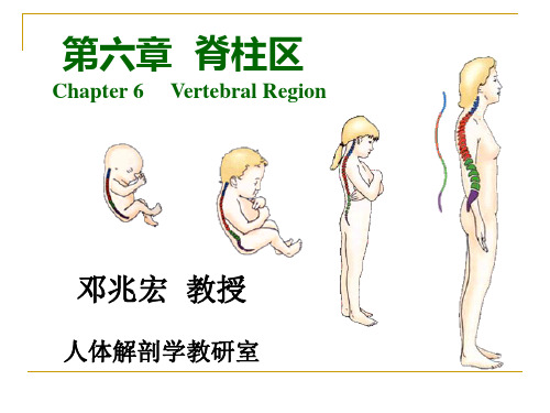 (局部解剖学)09脊柱区1