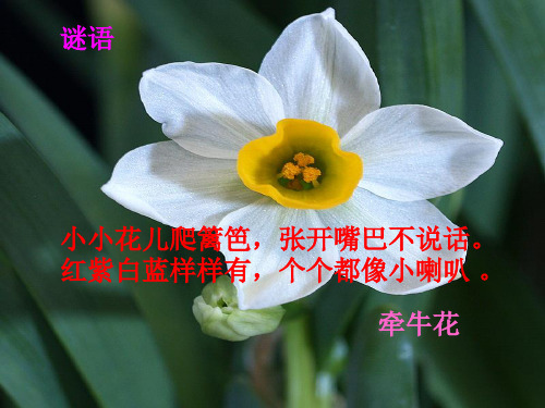 三年级上册音乐课件-第六单元《对鲜花》|人教新课标(秋)(共18张PPT)