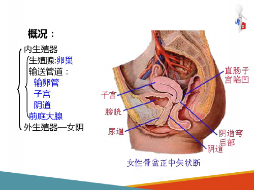 女性生殖系统—内生殖器(人体解剖学课件)