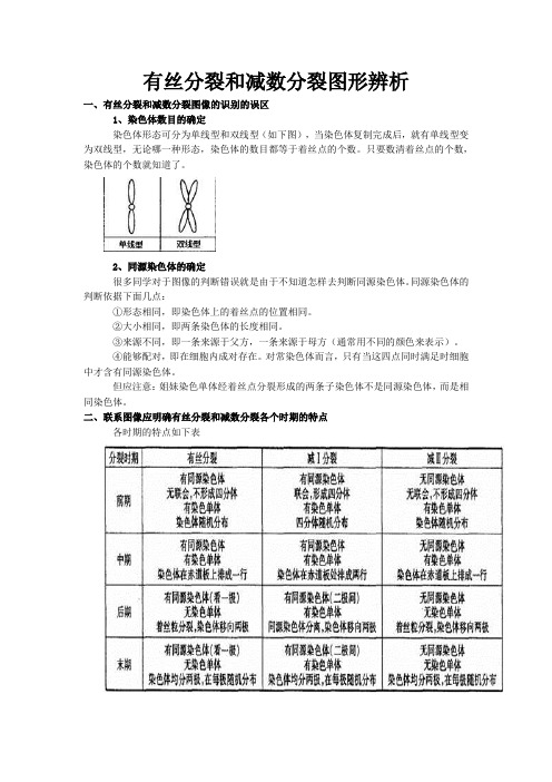 减数分裂和有丝分裂图形辨析