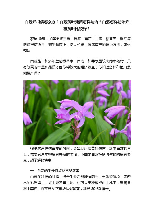 白芨烂根病怎么办？白芨黄叶死苗怎样防治？白芨怎样防治烂根黄叶比较好？