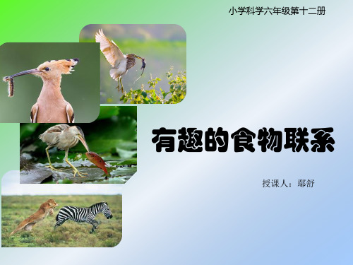 有趣的食物联系,《食物链》