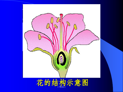 花的结构示意图