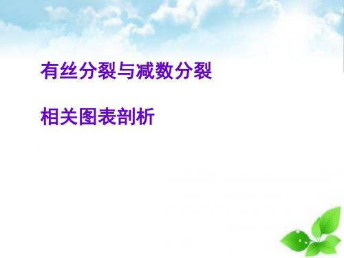 有丝分裂与减数分裂相关图表剖析ppt课件(自制)