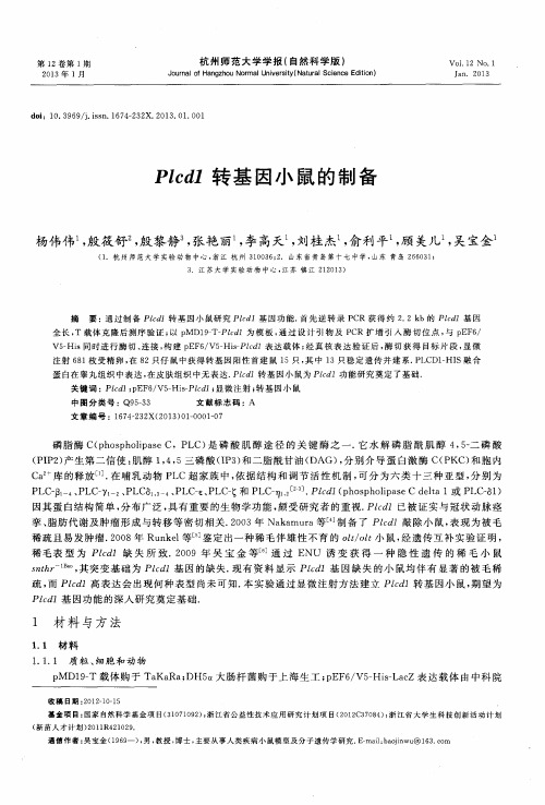 Plcd1转基因小鼠的制备