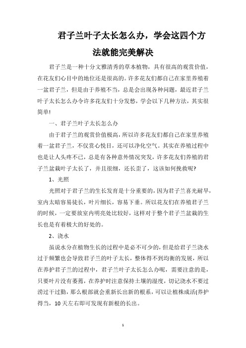 君子兰叶子太长怎么办,学会这四个方法就能完美解决