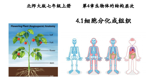 4.1细胞分化形成组织