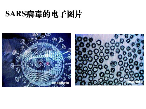 2021年优课系列高中化学人教版选修1 1.3生命的基础——蛋白质 课件(21张)