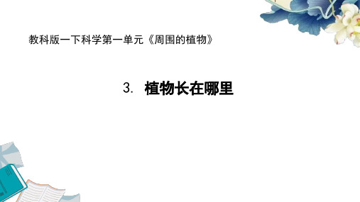 教科版一上科学1.3《植物长在哪里》教学课件