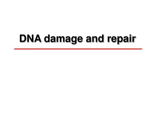 DNA损伤与修复的分子基础 PPT课件