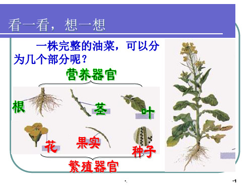 被子植物的形态结构与功能.PPT