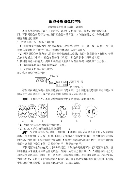 细胞分裂图像的辨析