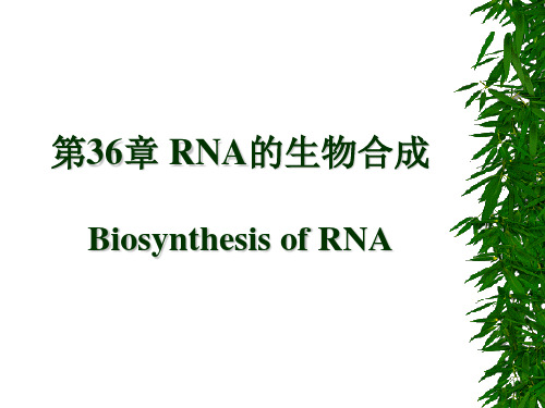 RNA的生物合成和加工