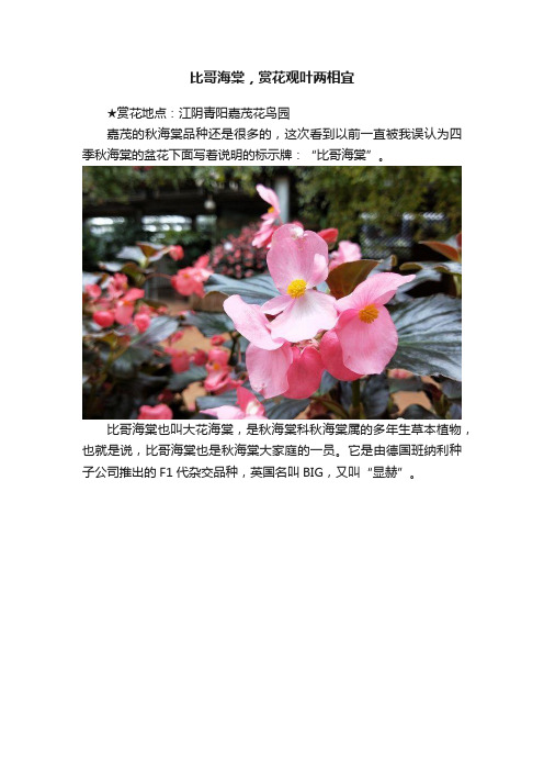 比哥海棠，赏花观叶两相宜