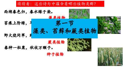 人教版七上第三单元第一章 第一节 藻类、苔藓、蕨类植物 课件(18张ppt)