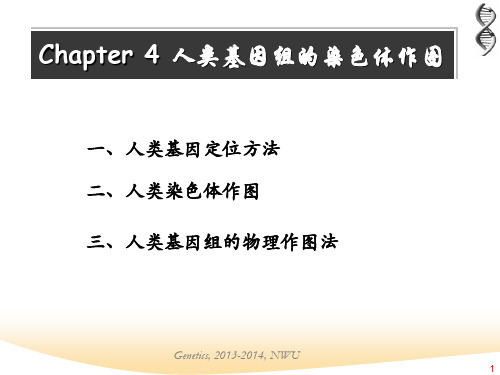 Chapter4人类基因组的染色体作图PPT课件