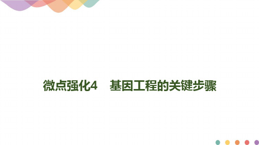 (新教材)高中生物选修3第3章-基因工程：微点强化4 基因工程的关键步骤人教版