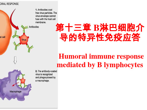 大连医科大学免疫学PPT人卫7版13B细胞介导的特异性免疫应答